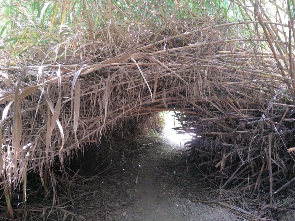 Juncos en el camino a playa barranco de Maro