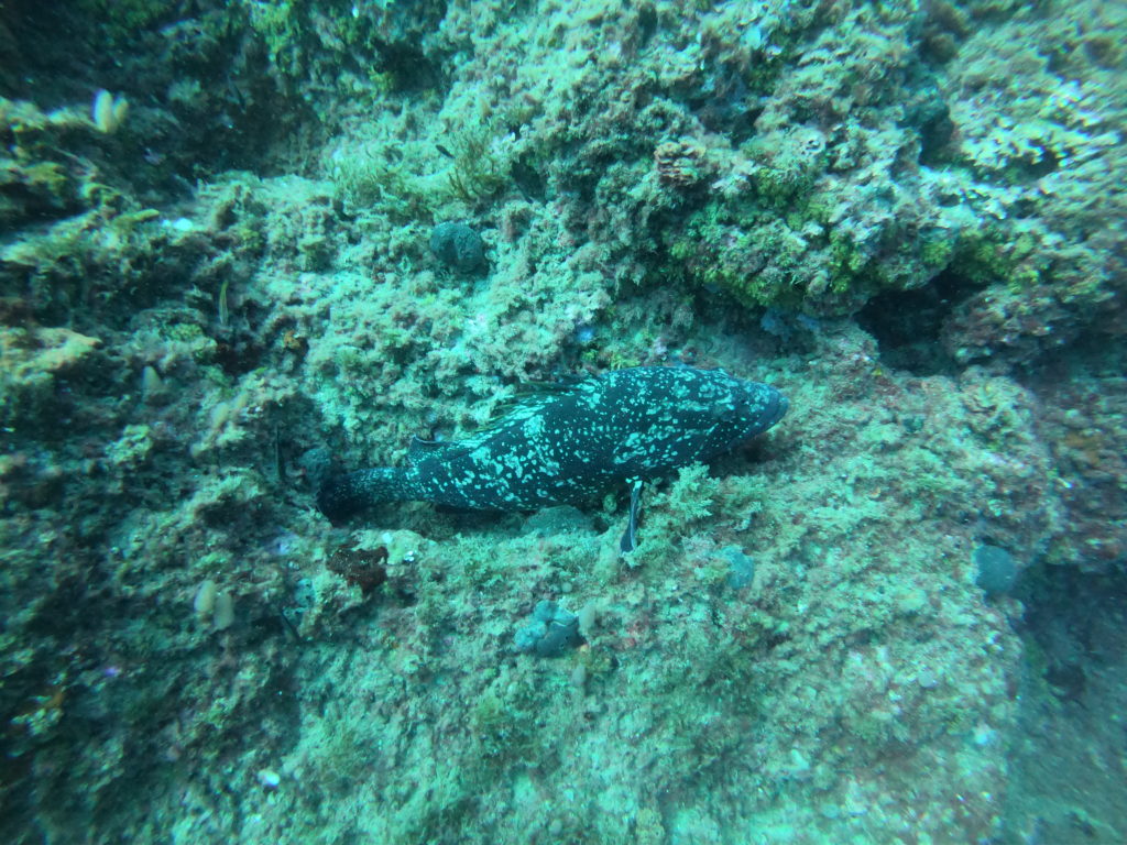 Mero entre rocas en Cabo de Palos