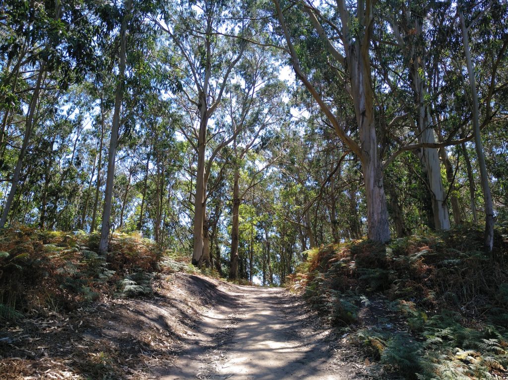 Sendero que sale de la playa de Melide hacia el pueblo