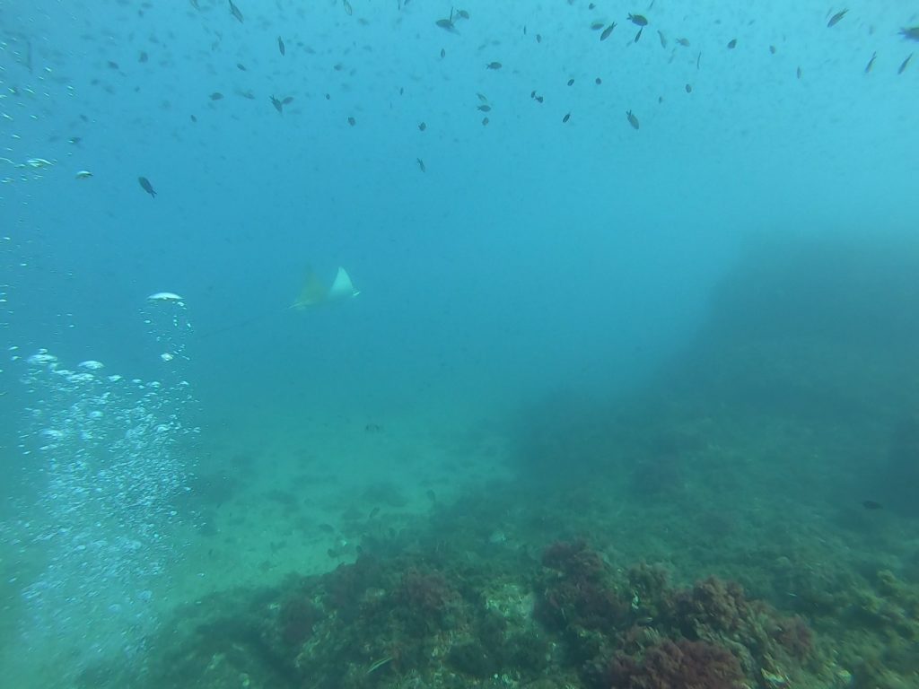 Águila marina cruzando por delante de los buceadores