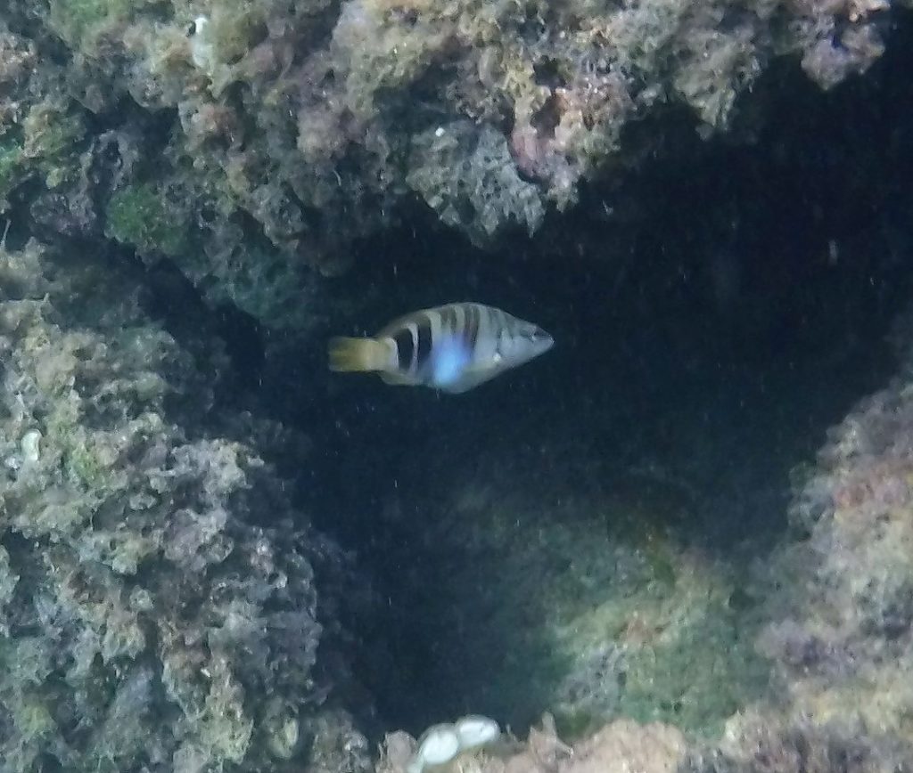 Pez Serrano entrando a una cueva.